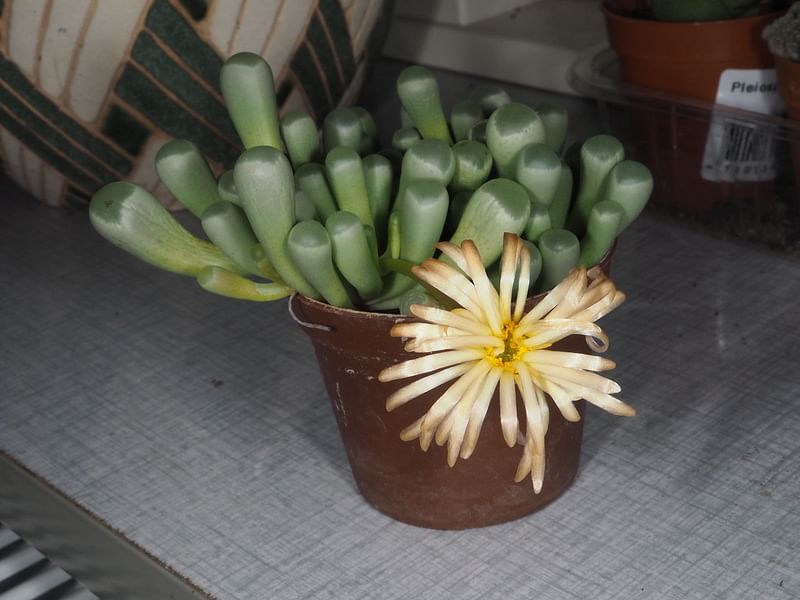 Fenestraria Rhopalophylla Subspecies Aurantiaca | Fenestraria | Aizoaceae