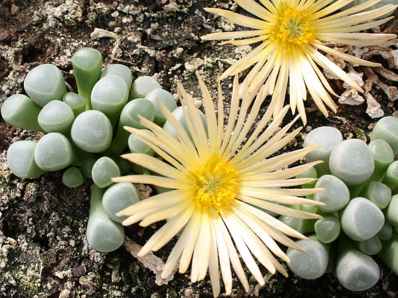 Fenestraria Rhopalophylla Subspecies Aurantiaca | Fenestraria | Aizoaceae
