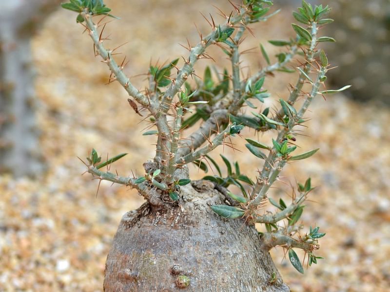 Fockea | Apocynaceae