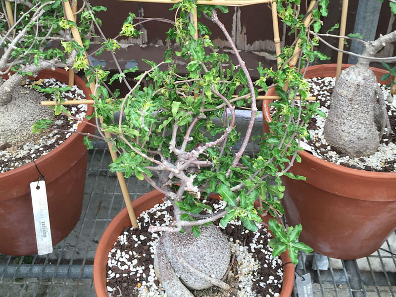 Fockea Capensis | Fockea | Apocynaceae