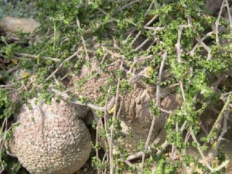 Fockea Capensis | Fockea | Apocynaceae