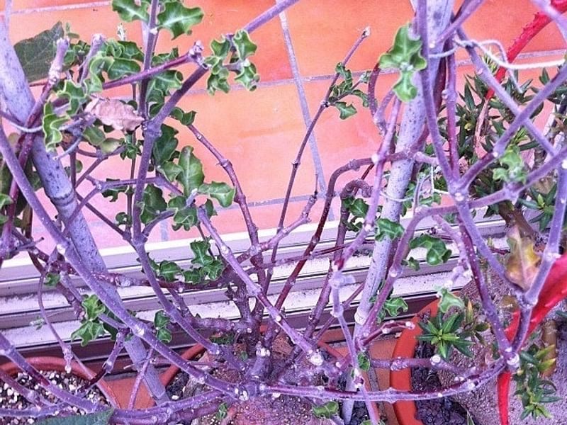 Fockea Capensis | Fockea | Apocynaceae