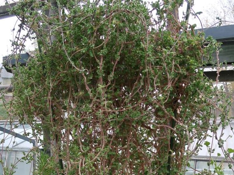 Fockea Capensis | Fockea | Apocynaceae