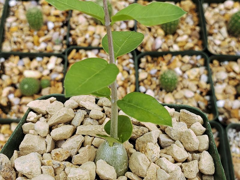Fockea Capensis | Fockea | Apocynaceae