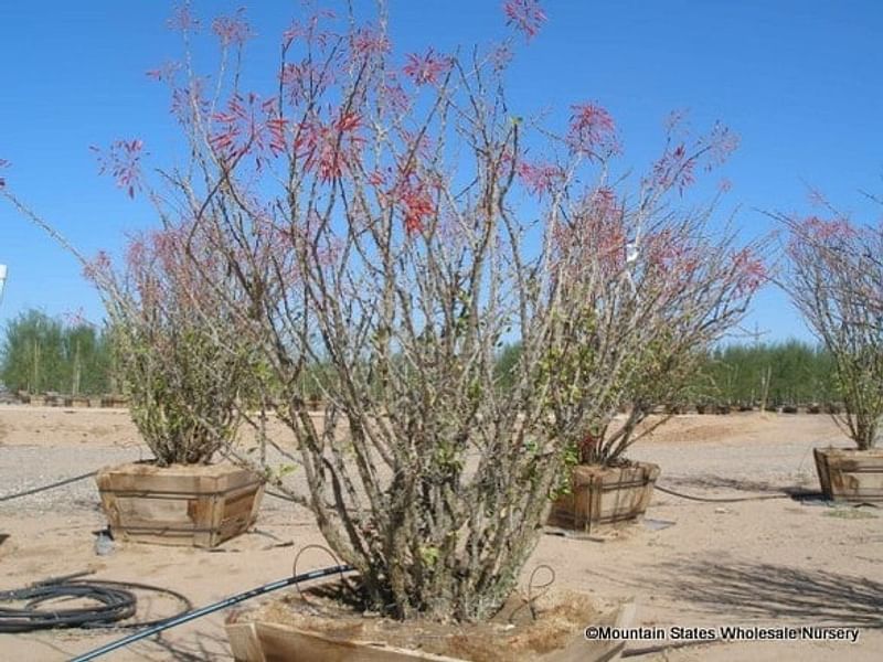 Fouquieria Macdougalii | Fouquieriaceae