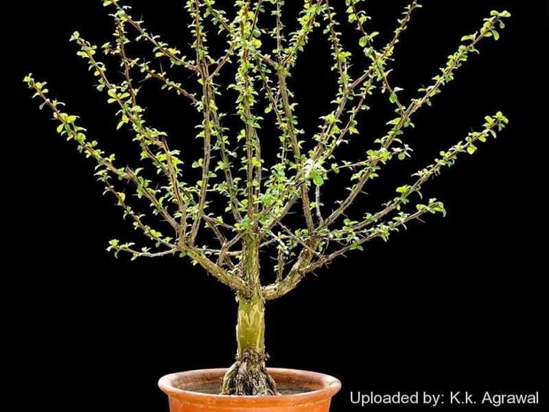 Fouquieria Macdougalii | Fouquieriaceae