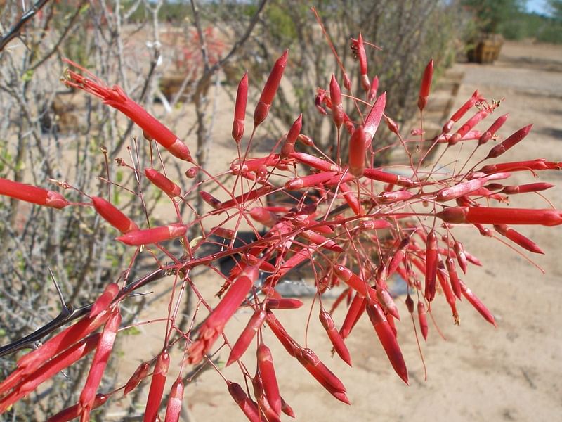 Fouquieria Macdougalii | Fouquieriaceae