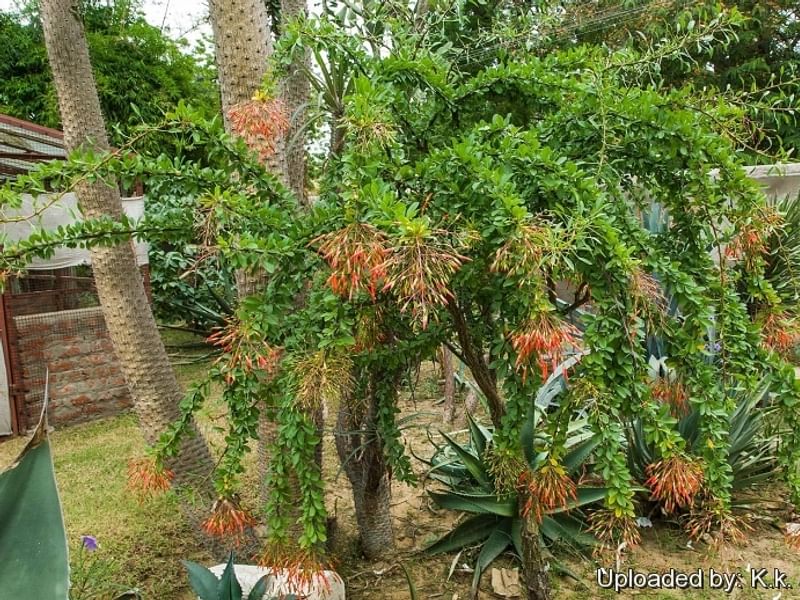 Fouquieria Macdougalii | Fouquieriaceae