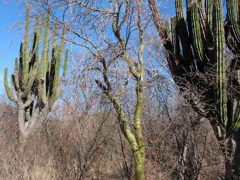 Fouquieria Macdougalii | Fouquieriaceae