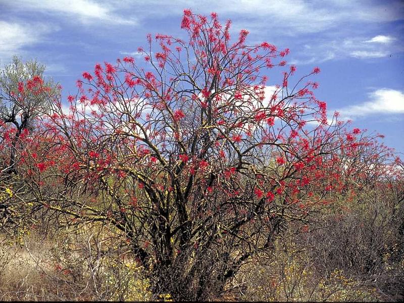 Fouquieria Macdougalii | Fouquieriaceae