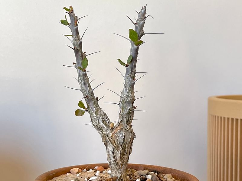 Fouquieria Macdougalii | Fouquieriaceae