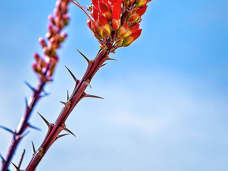 Fouquieria Splendens | Fouquieriaceae