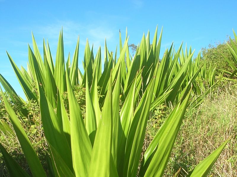 Furcraea Cahum | Furcraea | Agavaceae