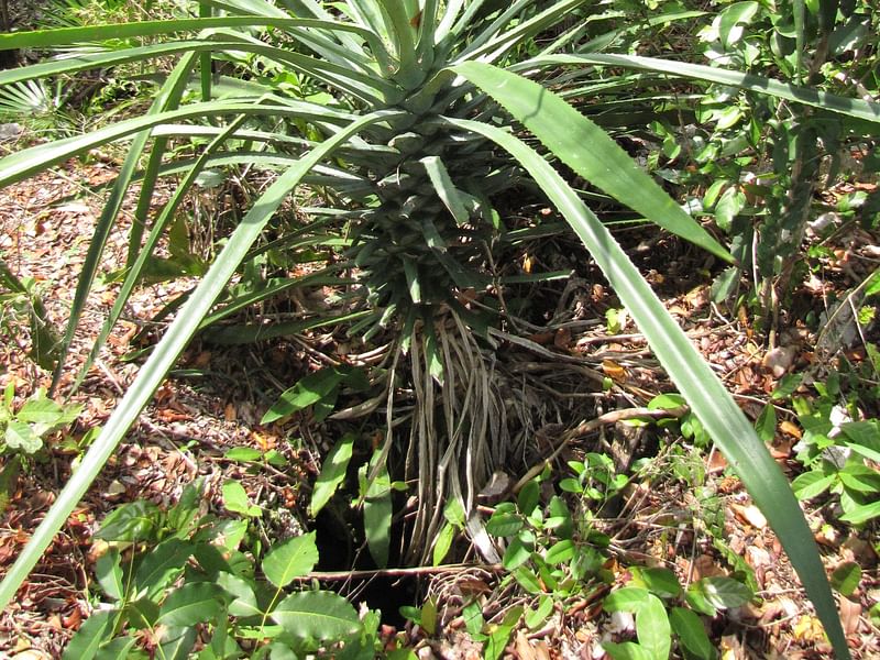 Furcraea Cahum | Furcraea | Agavaceae