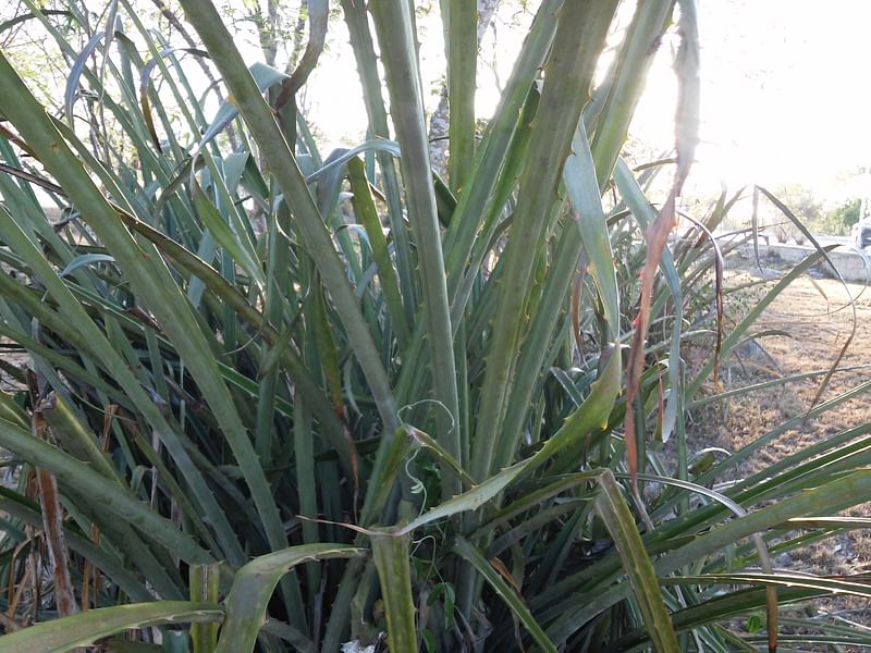 Furcraea Cahum | Furcraea | Agavaceae