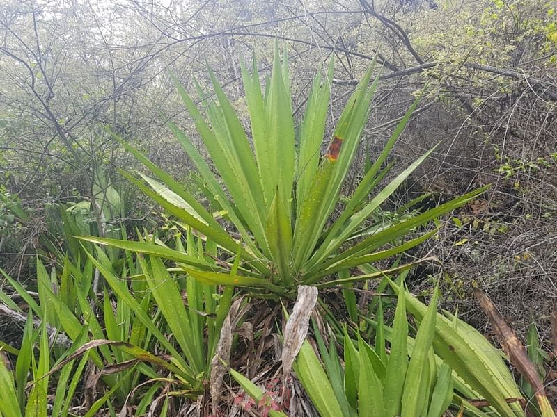 Furcraea Cahum | Furcraea | Agavaceae