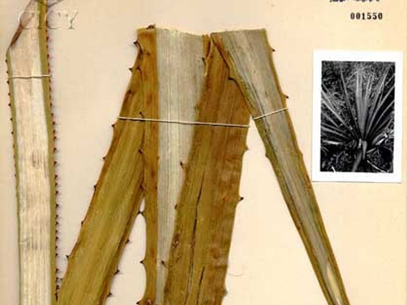 Furcraea Cahum | Furcraea | Agavaceae