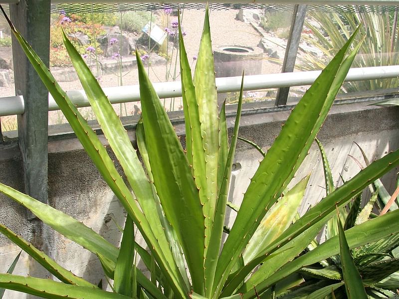 Furcraea Cahum | Furcraea | Agavaceae