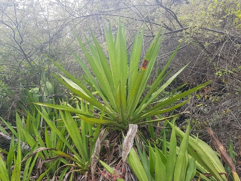 Furcraea Cahum | Furcraea | Agavaceae