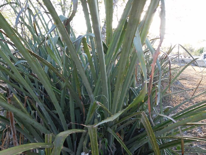 Furcraea Cahum | Furcraea | Agavaceae