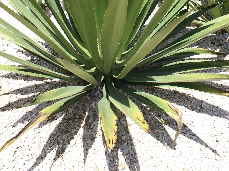 Furcraea Cahum | Furcraea | Agavaceae