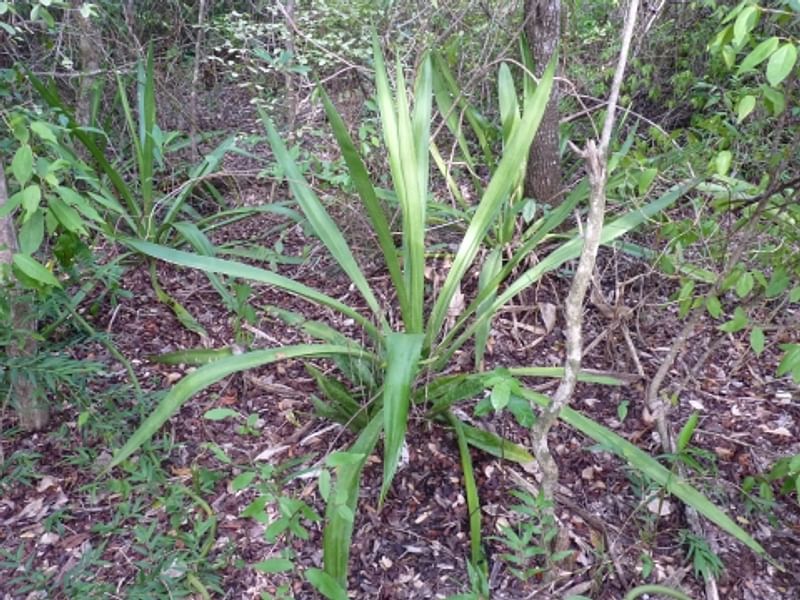 Furcraea Cahum | Furcraea | Agavaceae