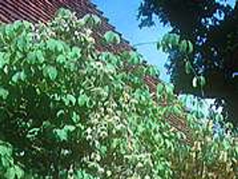 Furcraea Foetida - Photo: Lowell B. Smith | Furcraea | Agavaceae