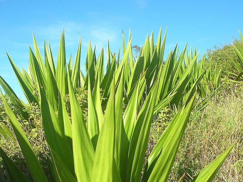 Furcraea Foetida - Photo: Lowell B. Smith | Furcraea | Agavaceae