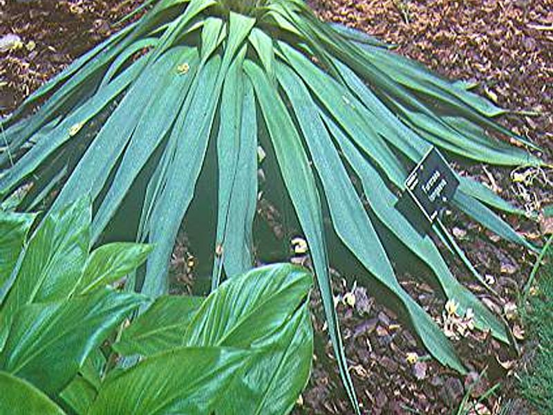 Furcraea Foetida - Photo: Lowell B. Smith | Furcraea | Agavaceae