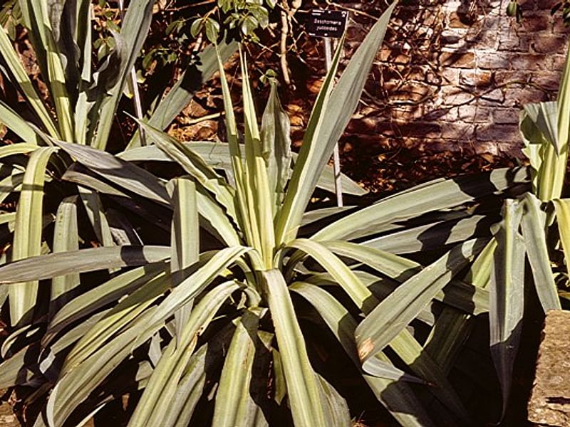 Furcraea Foetida - Photo: Lowell B. Smith | Furcraea | Agavaceae