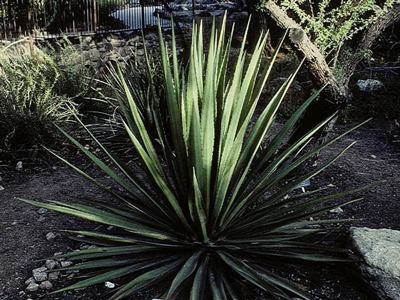 Furcraea Foetida - Photo: Lowell B. Smith | Furcraea | Agavaceae