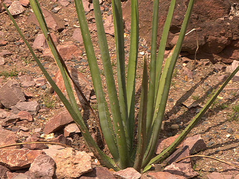 Furcraea Foetida - Photo: Lowell B. Smith | Furcraea | Agavaceae