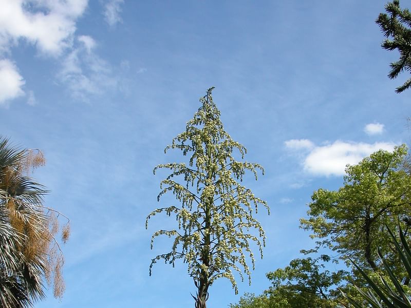 Furcraea Longaeva | Furcraea | Agavaceae