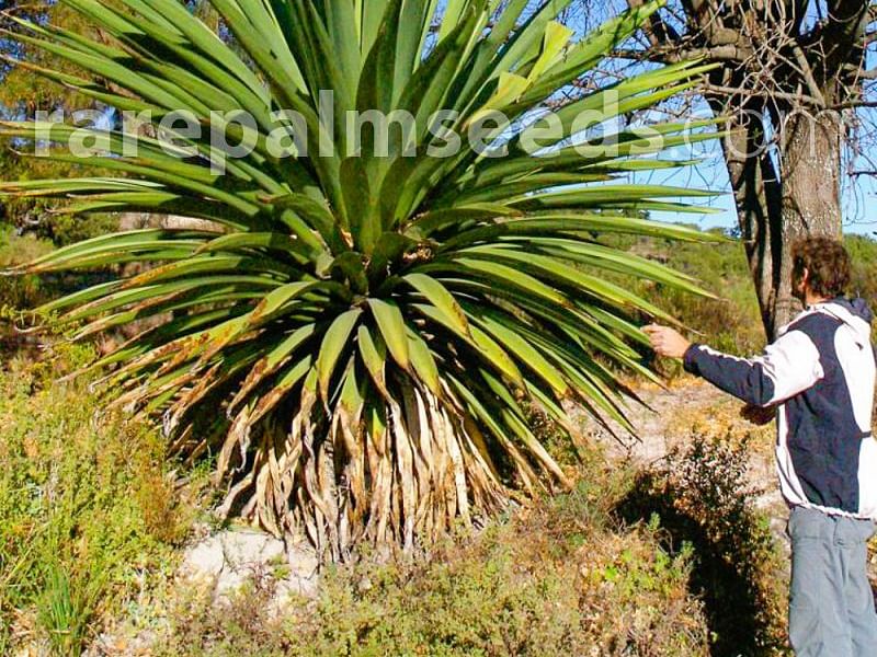 Furcraea Longaeva | Furcraea | Agavaceae