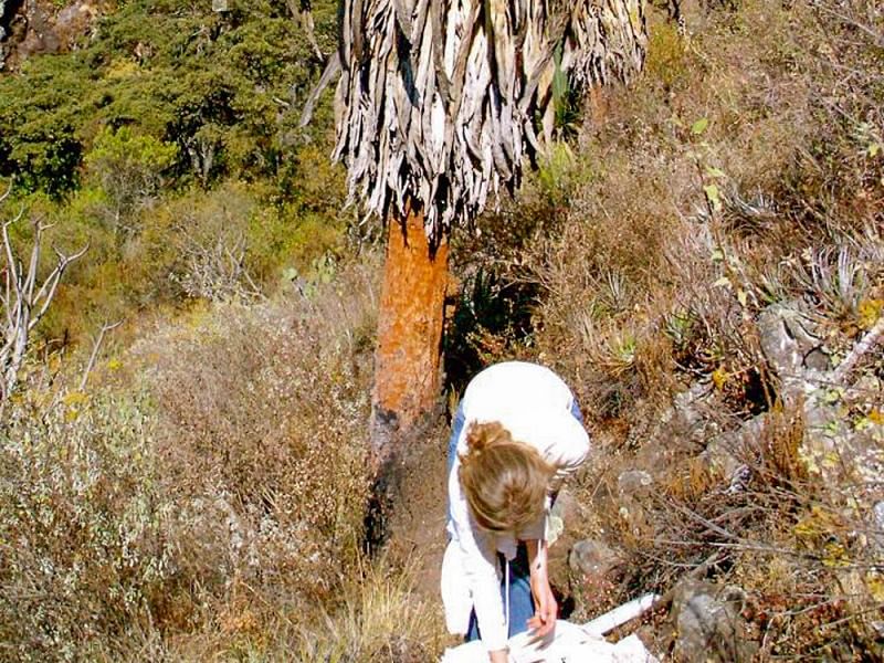 Furcraea Longaeva | Furcraea | Agavaceae