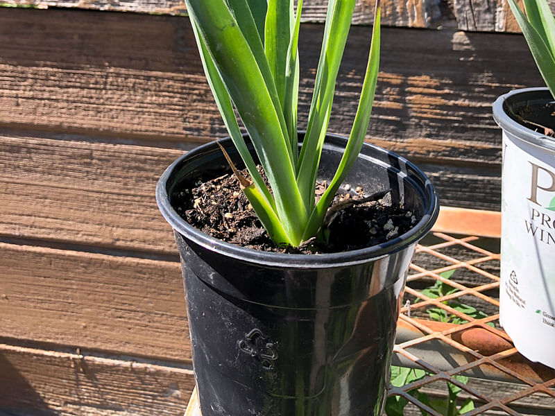 Furcraea Longaeva | Furcraea | Agavaceae