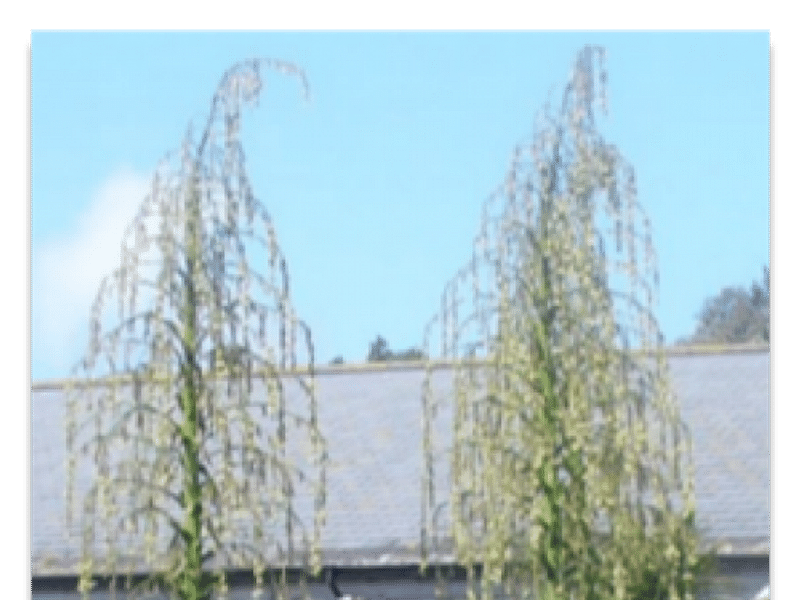 Furcraea Longaeva | Furcraea | Agavaceae