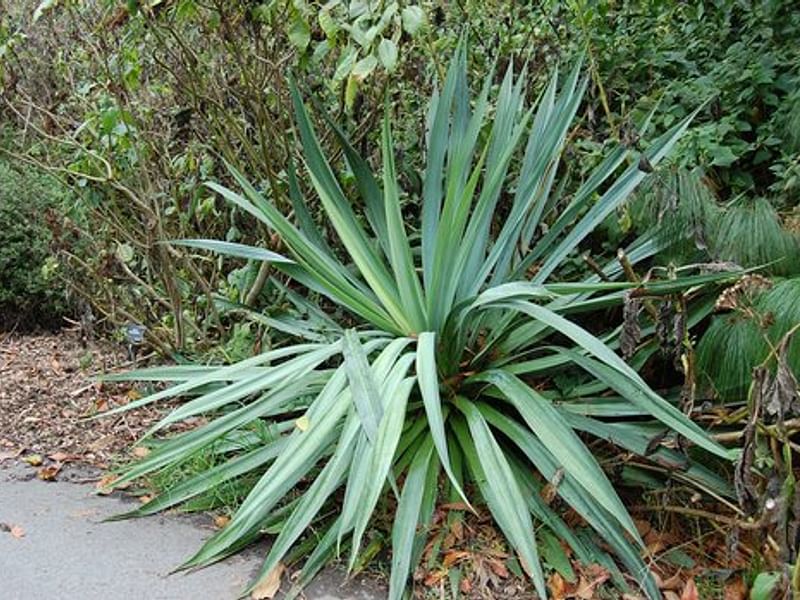 Furcraea Longaeva | Furcraea | Agavaceae