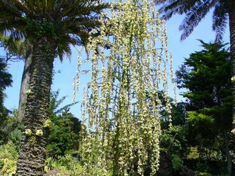 Furcraea Longaeva Flower | Furcraea | Agavaceae