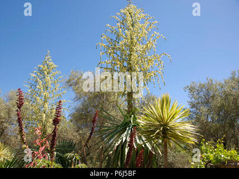 Furcraea Longaeva Flower | Furcraea | Agavaceae