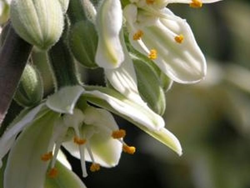 Furcraea Longaeva Flower | Furcraea | Agavaceae