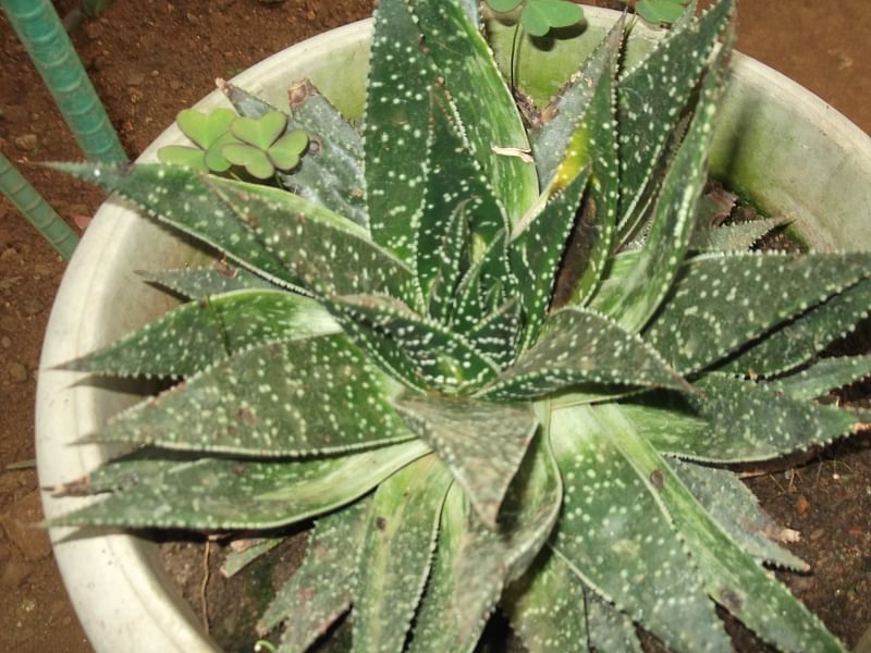 Gasteraloe | Aloaceae