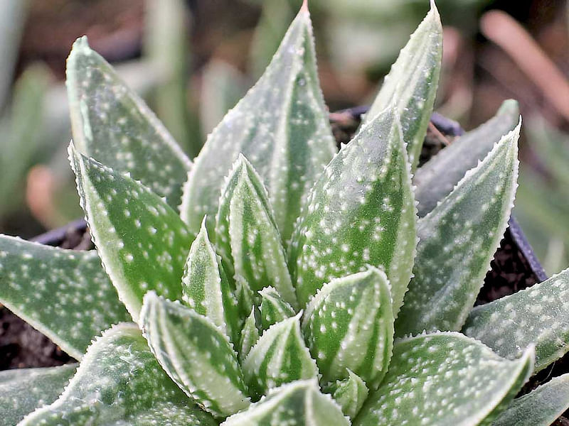 Gasteraloe | Aloaceae