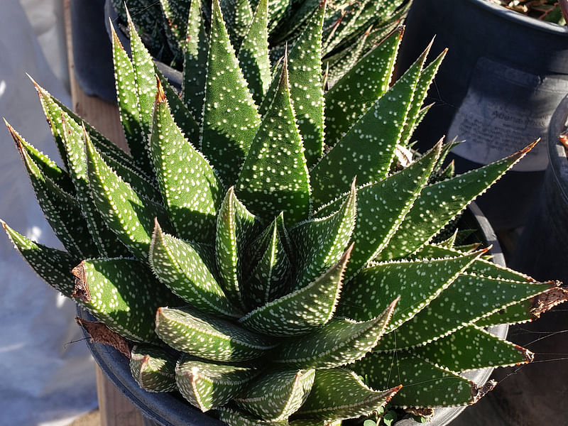 Gasteraloe | Aloaceae
