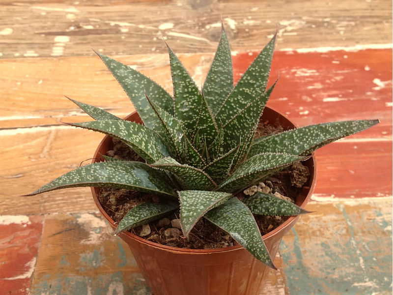 Gasteraloe | Aloaceae