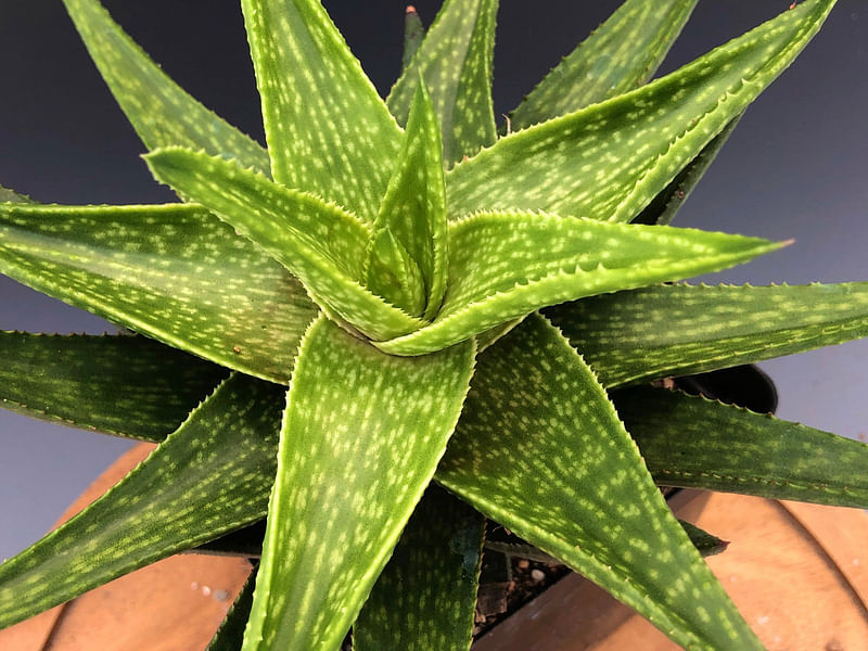 Gasteraloe | Aloaceae