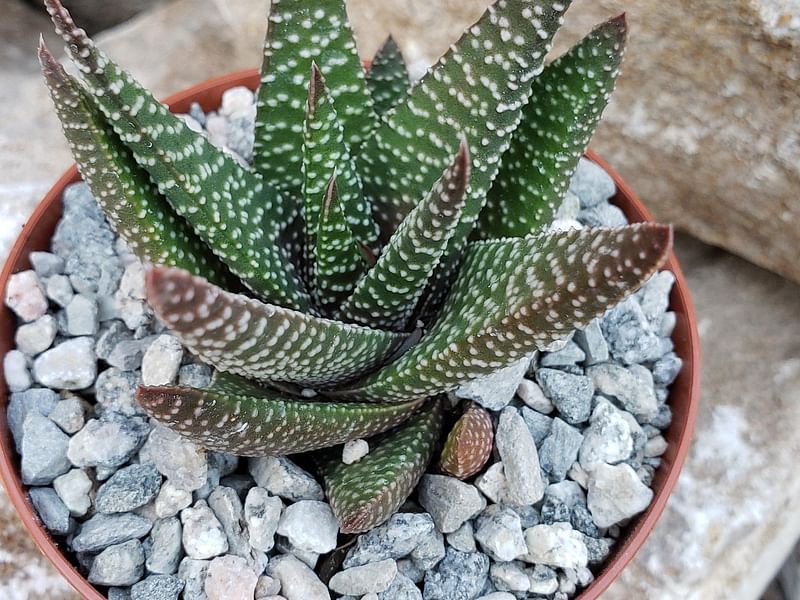 Gasteraloe | Aloaceae