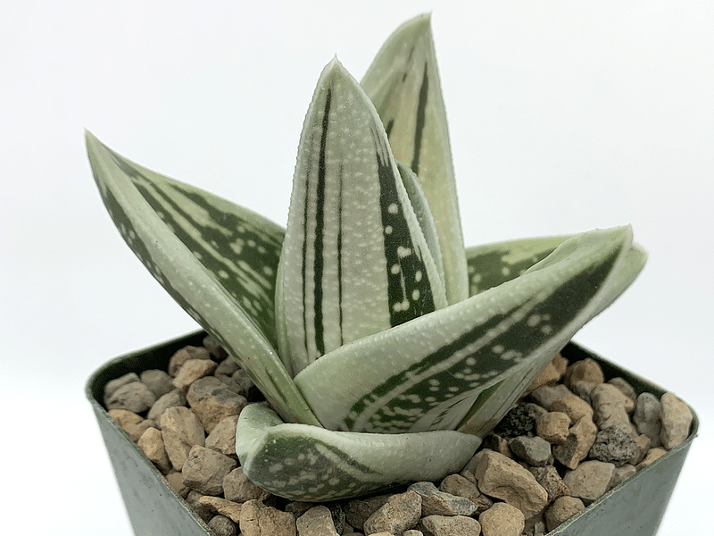 Gasteraloe | Aloaceae