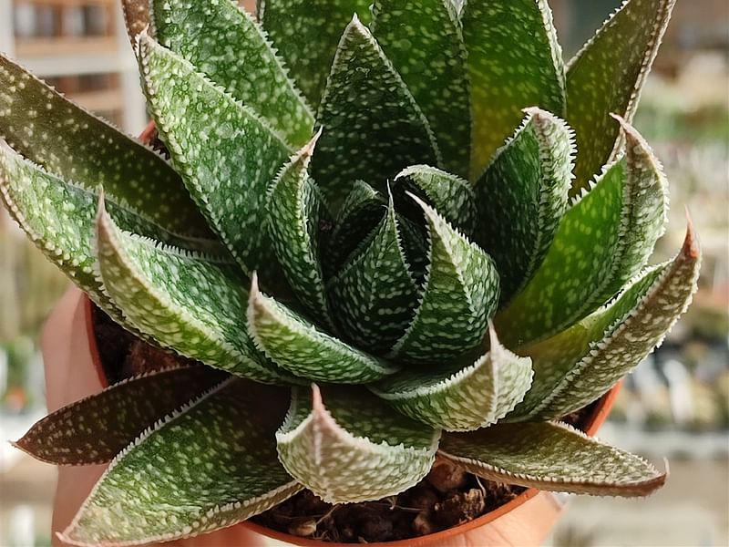 Gasteraloe | Aloaceae