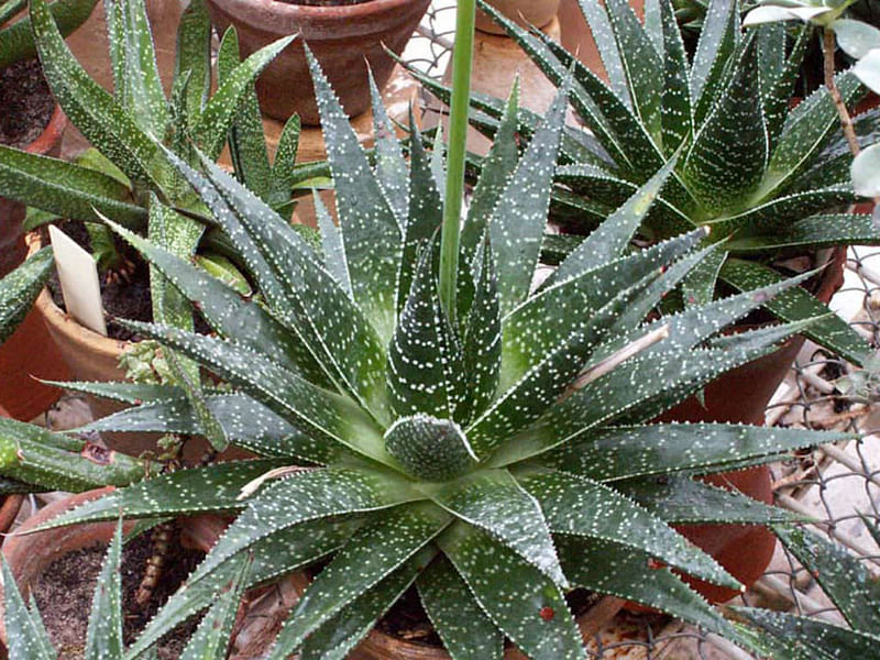 Gasteraloe | Aloaceae